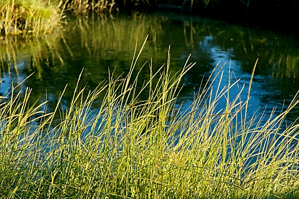 grass and water, estuary